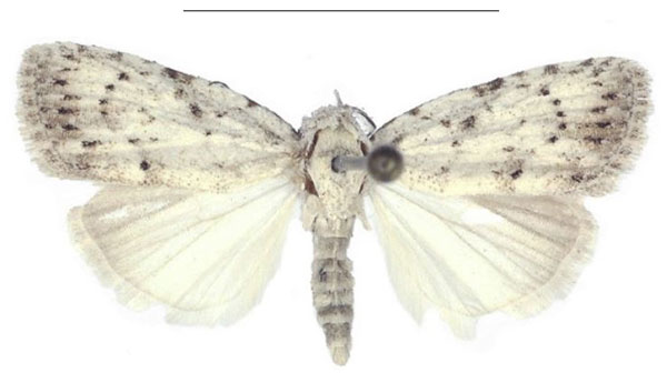 /filer/webapps/moths/media/images/C/congolana_Ezishnola_PTM_ANHRT_02.jpg