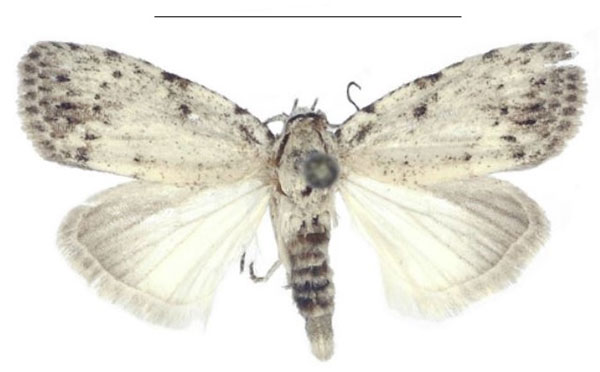 /filer/webapps/moths/media/images/C/congolana_Ezishnola_PTM_ANHRT_03.jpg