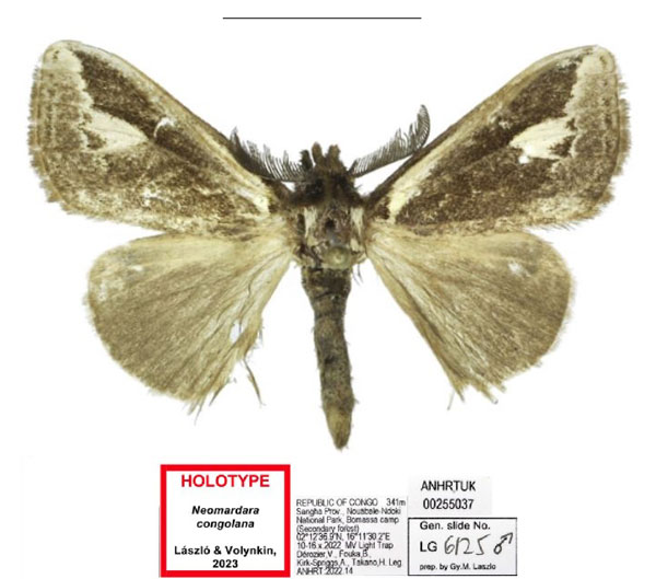 /filer/webapps/moths/media/images/C/congolana_Neomardara_HT_ANHRT.jpg