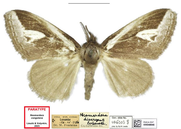 /filer/webapps/moths/media/images/C/congolana_Neomardara_PTF_RMCA.jpg