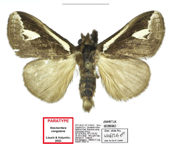 /filer/webapps/moths/media/images/C/congolana_Neomardara_PTM_ANHRT_01.jpg