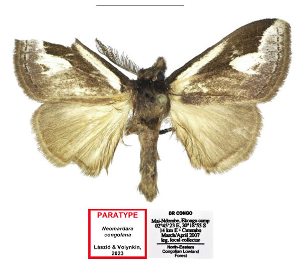 /filer/webapps/moths/media/images/C/congolana_Neomardara_PTM_ANHRT_02.jpg