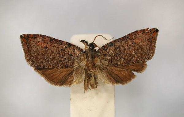 /filer/webapps/moths/media/images/C/congolana_Neorrhyncha_HT_RMCA_01.jpg