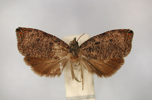 /filer/webapps/moths/media/images/C/congolana_Neorrhyncha_PT_RMCA_01.jpg