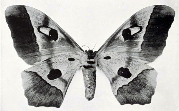 /filer/webapps/moths/media/images/C/congolensis_Bunaea_HT_Oberthur_1910-Fb.jpg