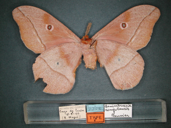 /filer/webapps/moths/media/images/C/congolensis_Gonimbrasia_ST_RMCA_02.jpg
