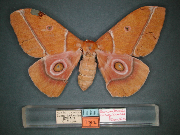 /filer/webapps/moths/media/images/C/congolensis_Gonimbrasia_ST_RMCA_03.jpg