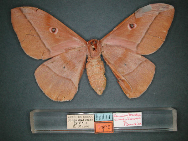 /filer/webapps/moths/media/images/C/congolensis_Gonimbrasia_ST_RMCA_04.jpg