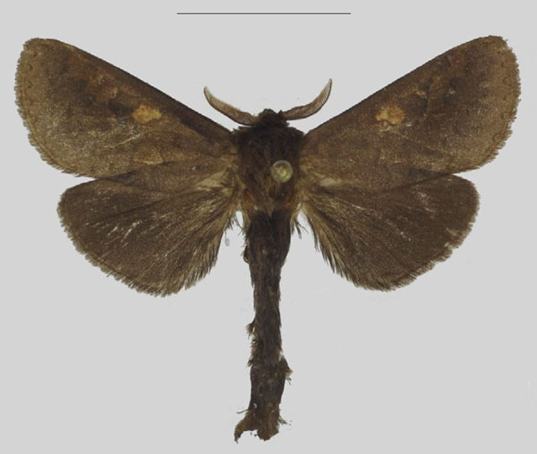 /filer/webapps/moths/media/images/C/congolensis_Richardsmithia_HT_ANHRT.jpg