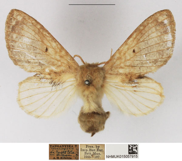 /filer/webapps/moths/media/images/C/congregarius_Diapalpus_AF_NHMUK_01.jpg