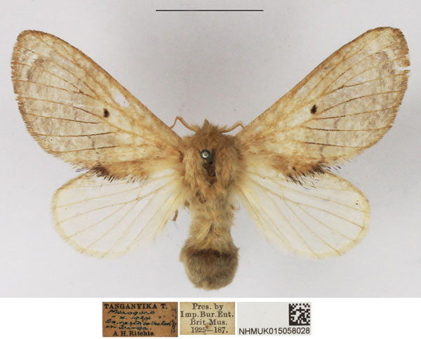 /filer/webapps/moths/media/images/C/congregarius_Diapalpus_AF_NHMUK_02.jpg