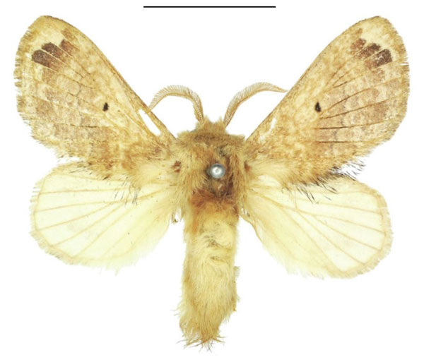 /filer/webapps/moths/media/images/C/congregarius_Diapalpus_AM_NHMUK.jpg