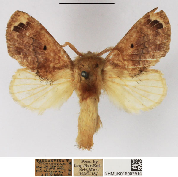 /filer/webapps/moths/media/images/C/congregarius_Diapalpus_AM_NHMUK_01.jpg