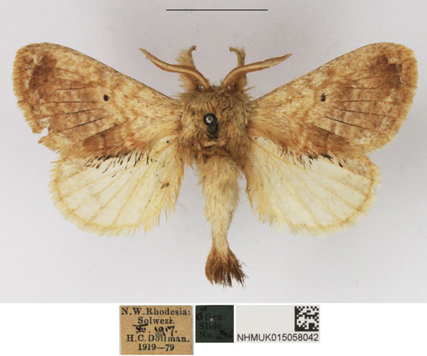 /filer/webapps/moths/media/images/C/congregarius_Diapalpus_AM_NHMUK_02.jpg
