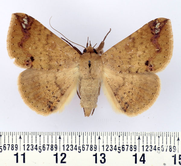/filer/webapps/moths/media/images/C/congregata_Ericeia_AF_BMNH.jpg