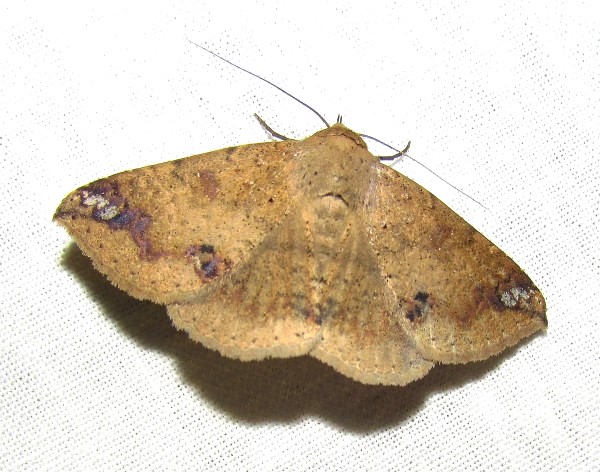 /filer/webapps/moths/media/images/C/congregata_Ericeia_A_Sinnema_nav84Ow.jpg