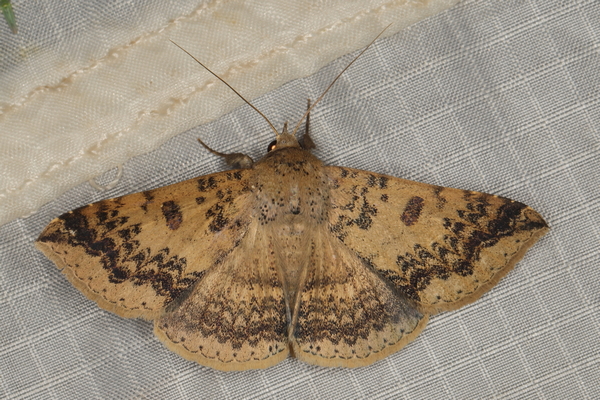 /filer/webapps/moths/media/images/C/congressa_Ercheia_A_Heyns_01.JPG