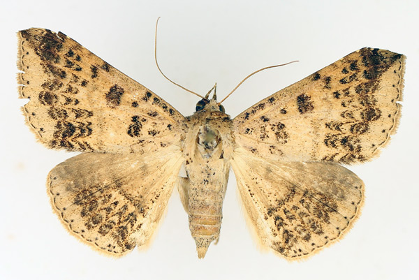 /filer/webapps/moths/media/images/C/congressa_Ericeia_AF_TMSA_01.jpg