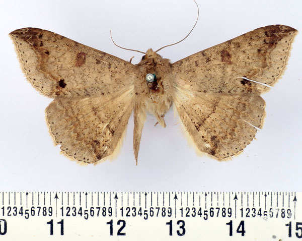 /filer/webapps/moths/media/images/C/congressa_Ericeia_AM_BMNH.jpg
