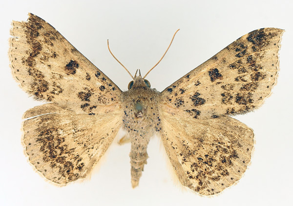 /filer/webapps/moths/media/images/C/congressa_Ericeia_AM_TMSA_01.jpg