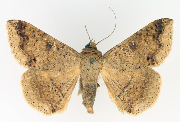 /filer/webapps/moths/media/images/C/congressa_Ericeia_AM_TMSA_02.jpg