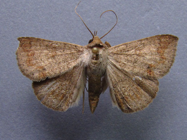 /filer/webapps/moths/media/images/C/congressa_Ericeia_A_Baron.jpg