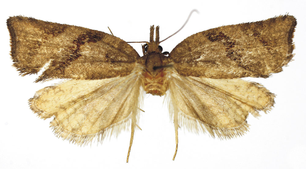 /filer/webapps/moths/media/images/C/congrua_Pandemis_HT_RMCA.jpg