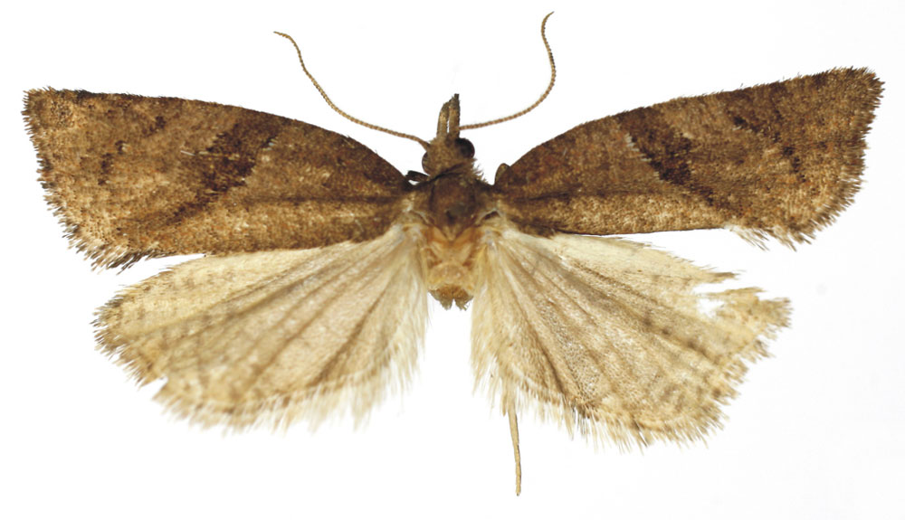 /filer/webapps/moths/media/images/C/congrua_Pandemis_PTM_RMCA.jpg