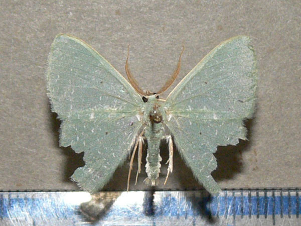 /filer/webapps/moths/media/images/C/congrua_Prasinocyma_A_Goff_01.jpg