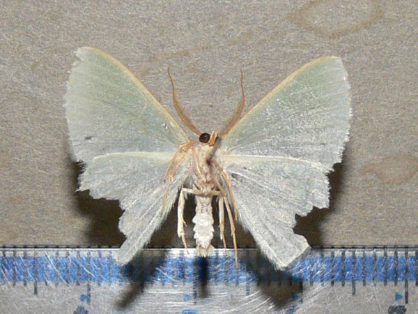 /filer/webapps/moths/media/images/C/congrua_Prasinocyma_A_Goff_02.jpg