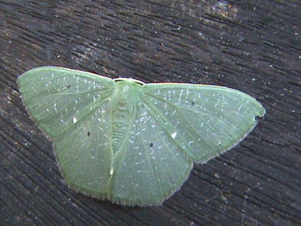 /filer/webapps/moths/media/images/C/congrua_Prasinocyma_A_Guyonnet.jpg