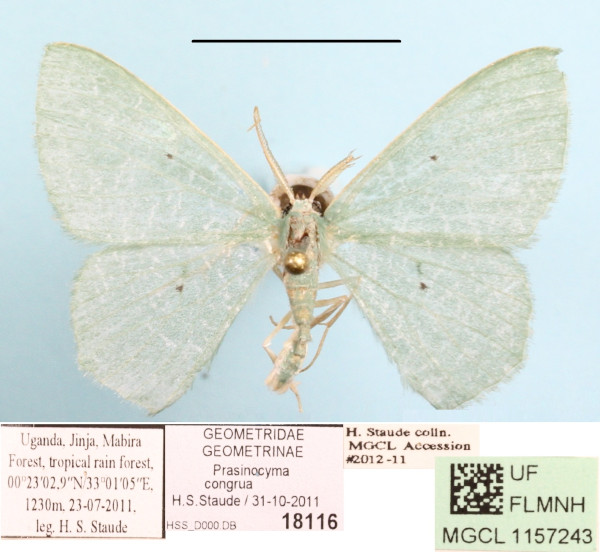/filer/webapps/moths/media/images/C/congrua_Prasinocyma_A_MGCLa_01.jpg