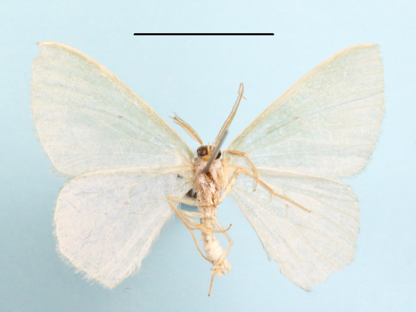 /filer/webapps/moths/media/images/C/congrua_Prasinocyma_A_MGCLb_01.jpg