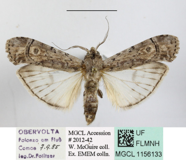 /filer/webapps/moths/media/images/C/congruata_Archistilbia_A_MGCLa_01.JPG