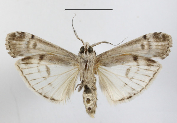 /filer/webapps/moths/media/images/C/congruata_Archistilbia_A_MGCLb_01.JPG