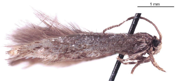 /filer/webapps/moths/media/images/C/conica_Elachista_HT_ZMUH.jpg