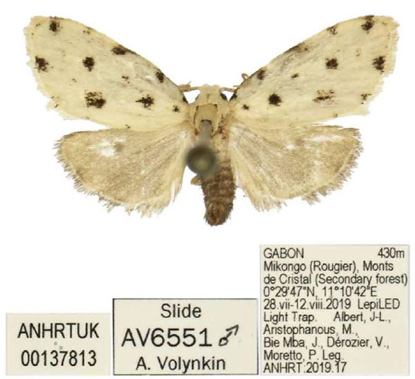 /filer/webapps/moths/media/images/C/conicarina_Siccia_HT_ANHRT.jpg