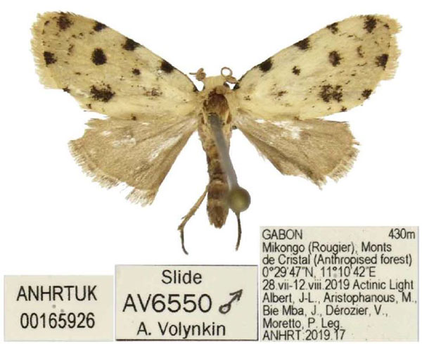 /filer/webapps/moths/media/images/C/conicarina_Siccia_PTM_ANHRT.jpg