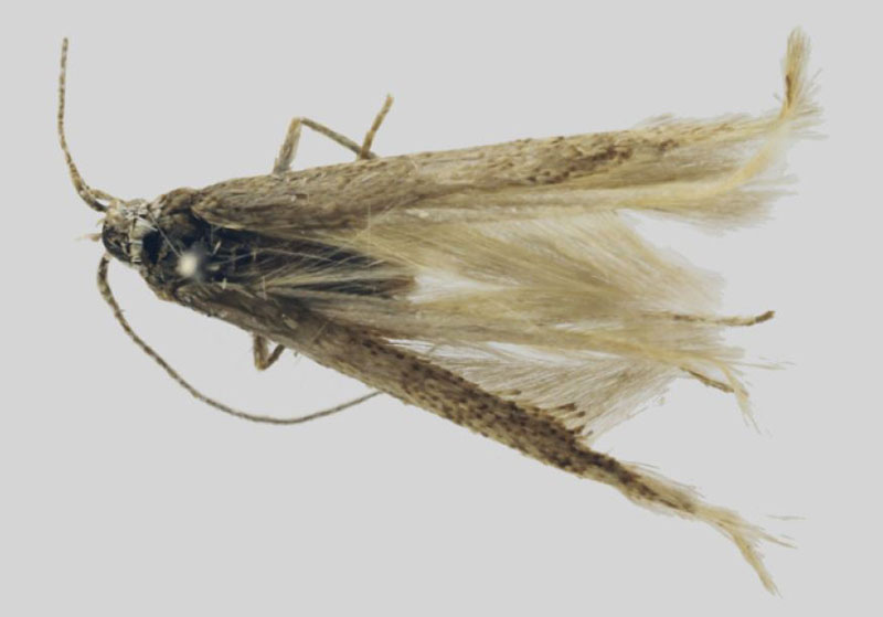 /filer/webapps/moths/media/images/C/coniella_Coleophora_HT_ZMHB.jpg