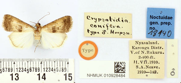 /filer/webapps/moths/media/images/C/conifera_Crypsotidia_PT_BMNH.jpg