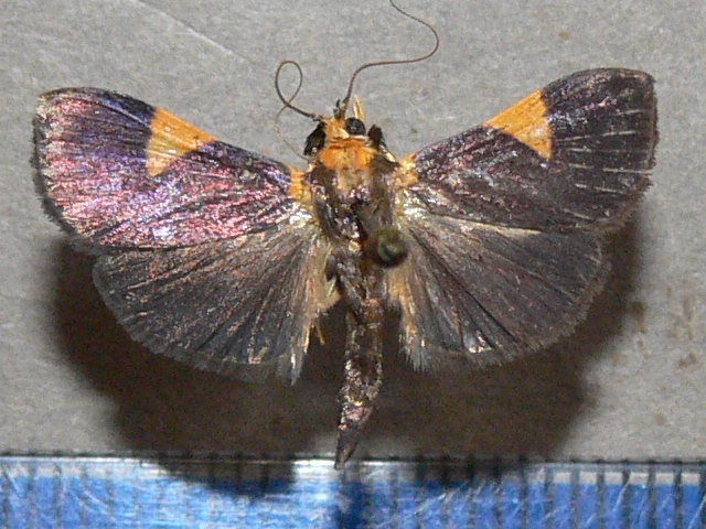 /filer/webapps/moths/media/images/C/conigeralis_Ulopeza_AF_Goffa_01.jpg