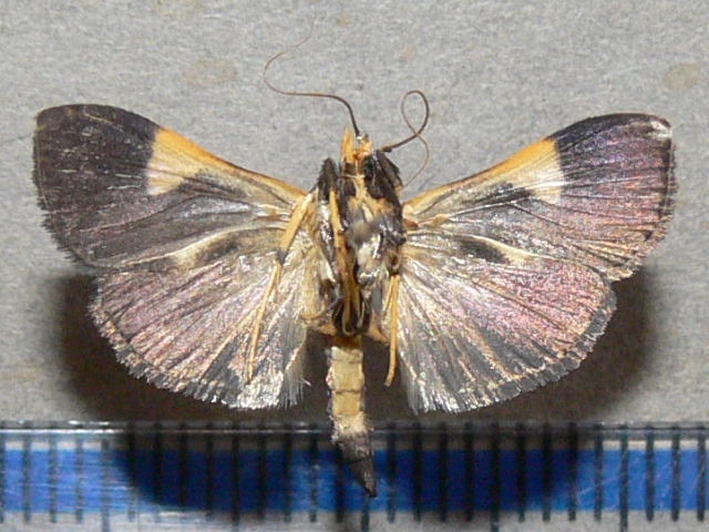 /filer/webapps/moths/media/images/C/conigeralis_Ulopeza_AF_Goffb_01.jpg