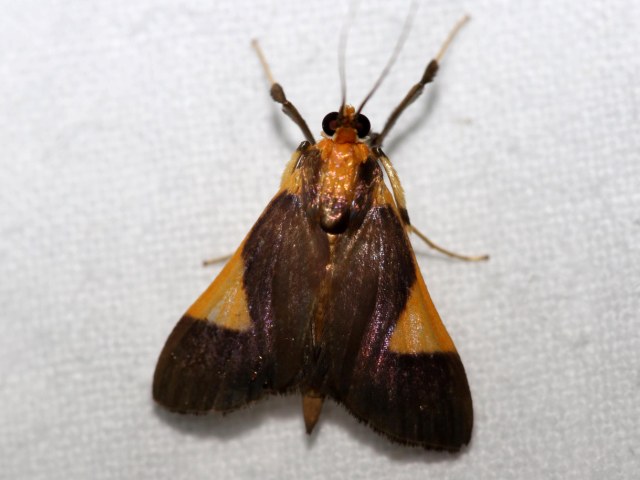 /filer/webapps/moths/media/images/C/conigeralis_Ulopeza_AF_Grimm.jpg