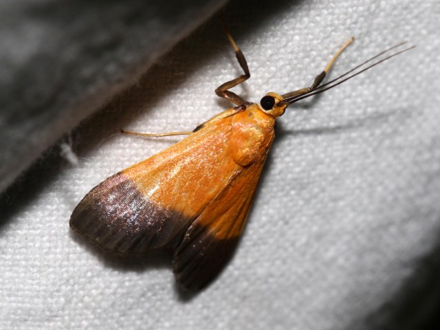 /filer/webapps/moths/media/images/C/conigeralis_Ulopeza_AM_Grimm_01.jpg