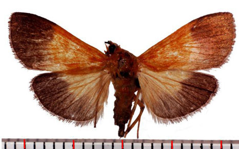 /filer/webapps/moths/media/images/C/conigeralis_Ulopeza_AM_SMNH.jpg