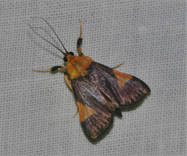/filer/webapps/moths/media/images/C/conigeralis_Ulopeza_A_Jorpeland.jpg