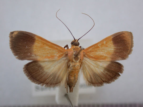 /filer/webapps/moths/media/images/C/conigeralis_Ulopeza_A_Revell_01.jpg