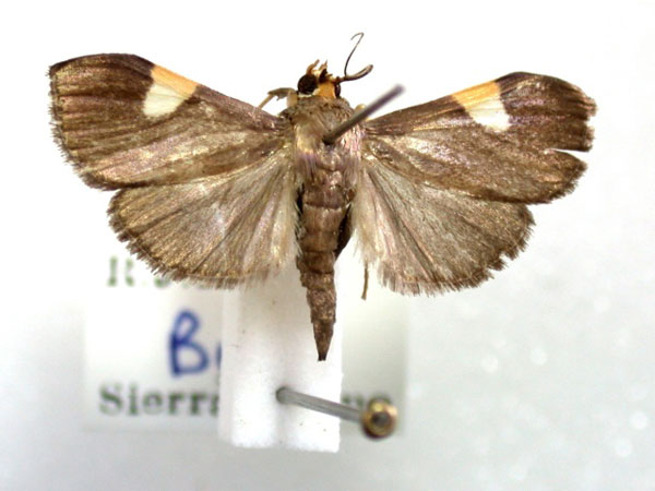 /filer/webapps/moths/media/images/C/conigeralis_Ulopeza_A_Revell_02.jpg
