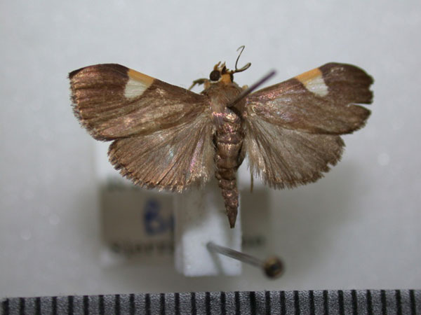 /filer/webapps/moths/media/images/C/conigeralis_Ulopeza_A_Revell_03.jpg