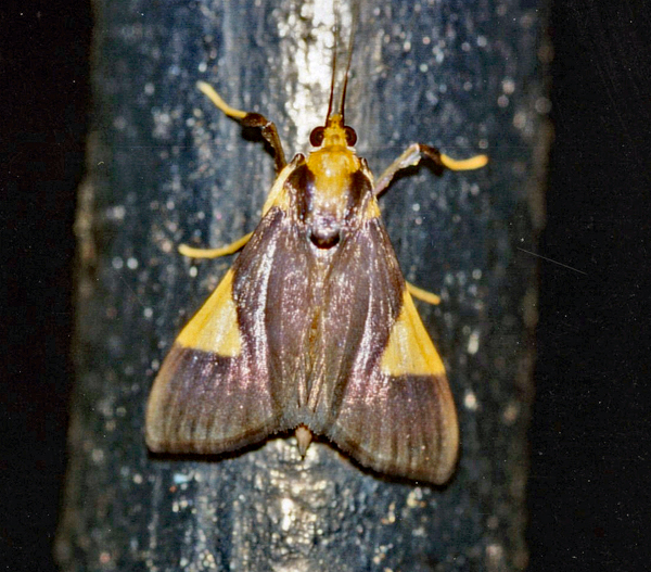 /filer/webapps/moths/media/images/C/conigeralis_Ulopeza_A_Roland_01.jpg